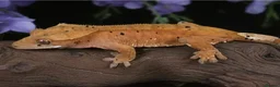 Gecko reptiles for sale: High end crested geckos in Burgess Hill - Advert 8