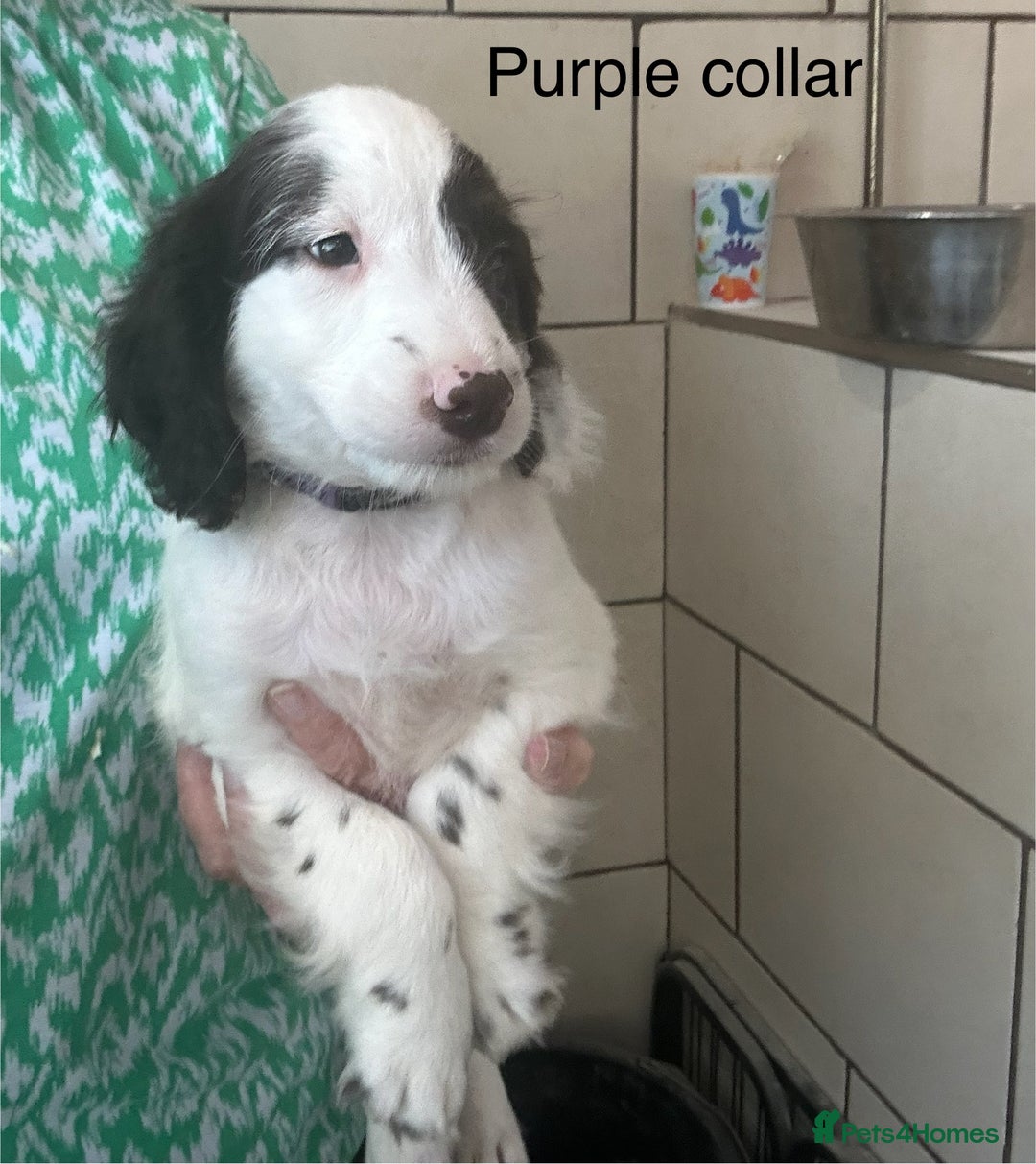 Sproodle dogs for sale: Sproodle puppies, exp breeder, Lancashire  - Image 13
