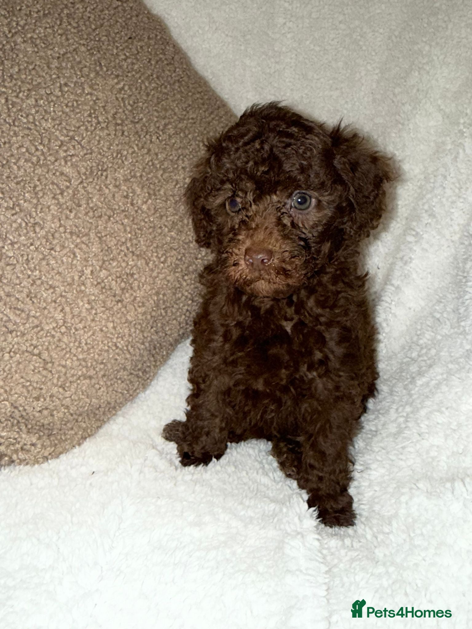 Miniature Poodle dogs 🩷🩷Stunning Chocolate Miniature Poodles🩷🩷 - Advert 14