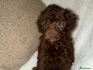 Miniature Poodle dogs 🩷🩷Stunning Chocolate Miniature Poodles🩷🩷 - Advert 7