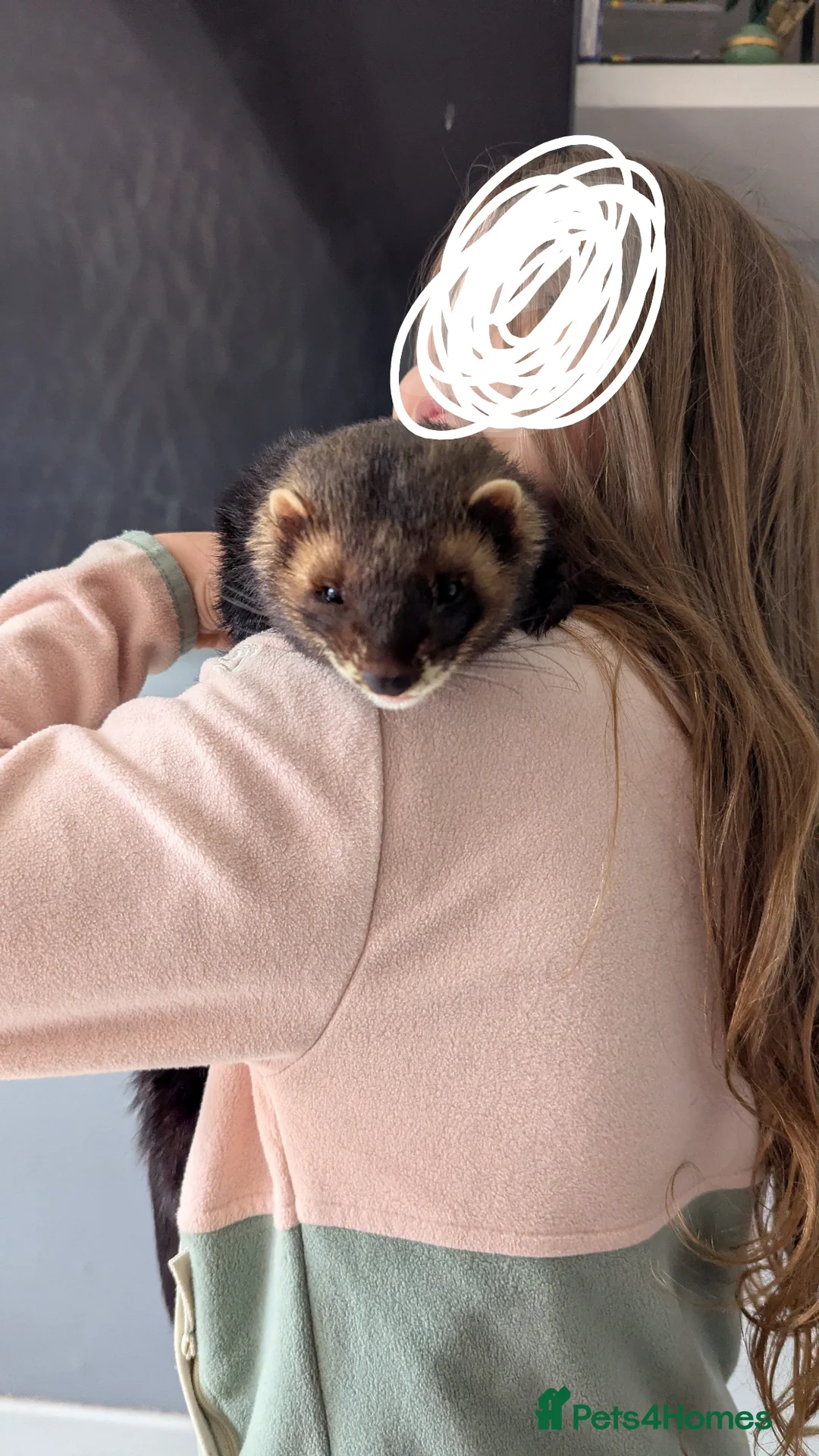 Ferret rodents for sale: Male european polecat in Bridgend - Advert 3