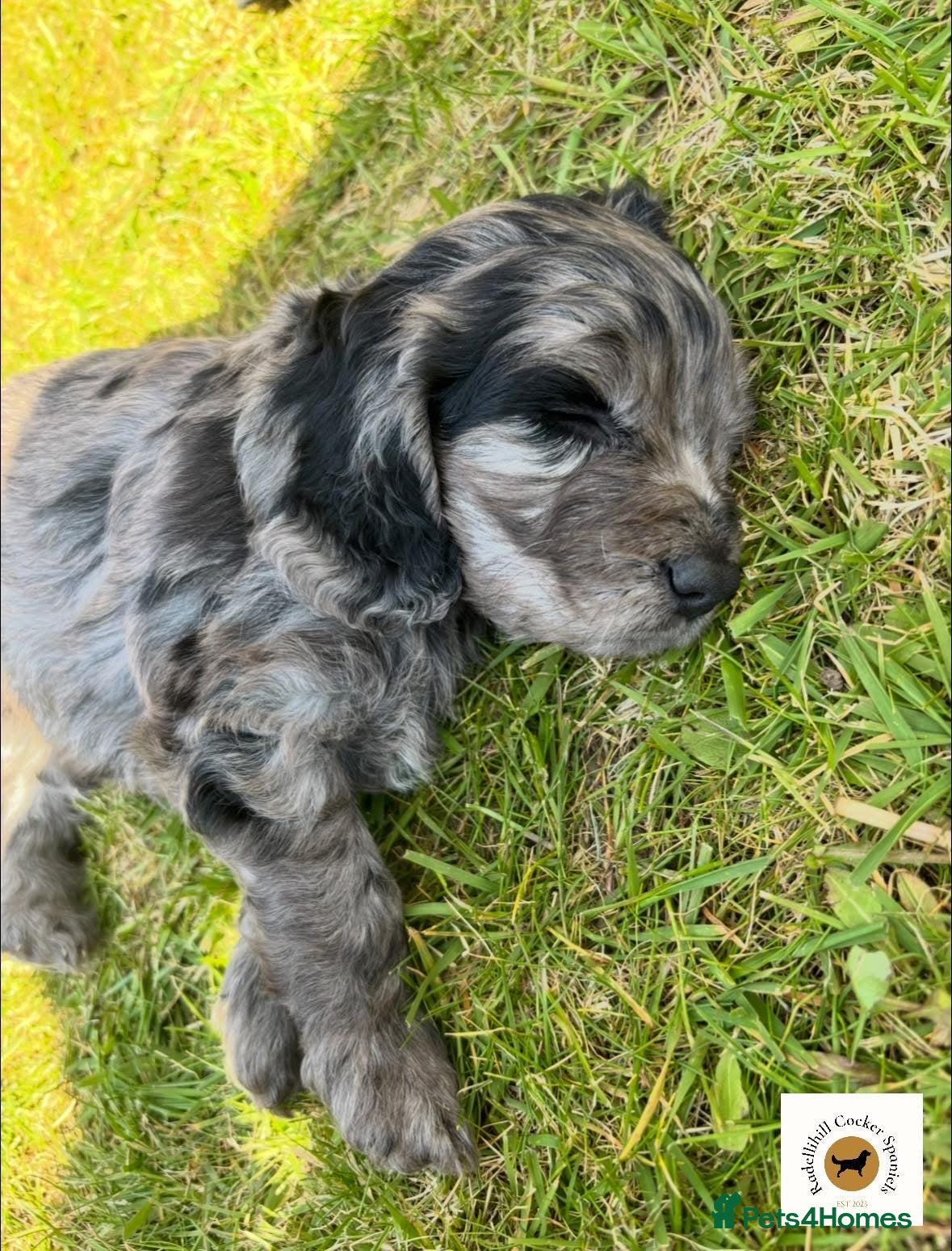 Cockapoo dogs Stunning F1 Cockapoos - Advert 2