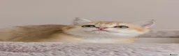 British Shorthair cats for sale: Golden Blue and Golden BSH kittens - Advert 25