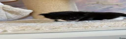 Ragcoon cats for sale: Beautiful Ragcoon Kittens for Sale - Advert 5