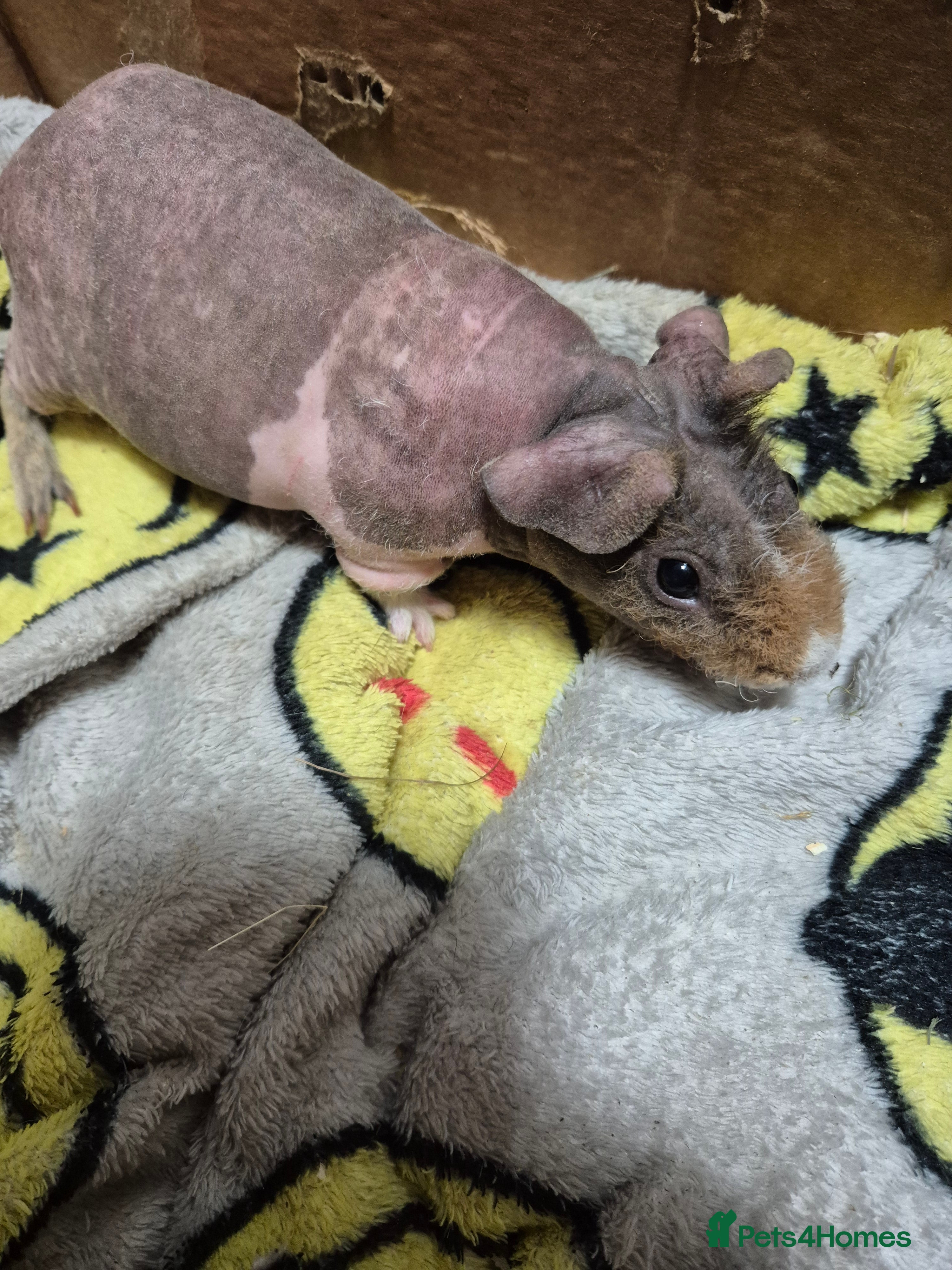 Guinea Pig rodents REDUCED Pair of Baby Male Skinny Pigs For Sale  - Advert 22