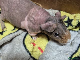 Guinea Pig rodents REDUCED Pair of Baby Male Skinny Pigs For Sale - Advert 1