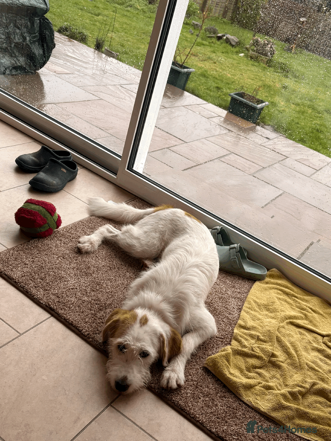 Mixed Breed dogs for sale: Sweet Dorothy looking for her family - Advert 4