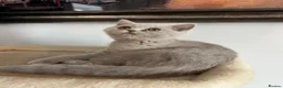 British Shorthair cats for sale: £1200 - Advert 15