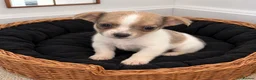 Jack Russell dogs for sale: Jack Russell Boys For Sale - Advert 3