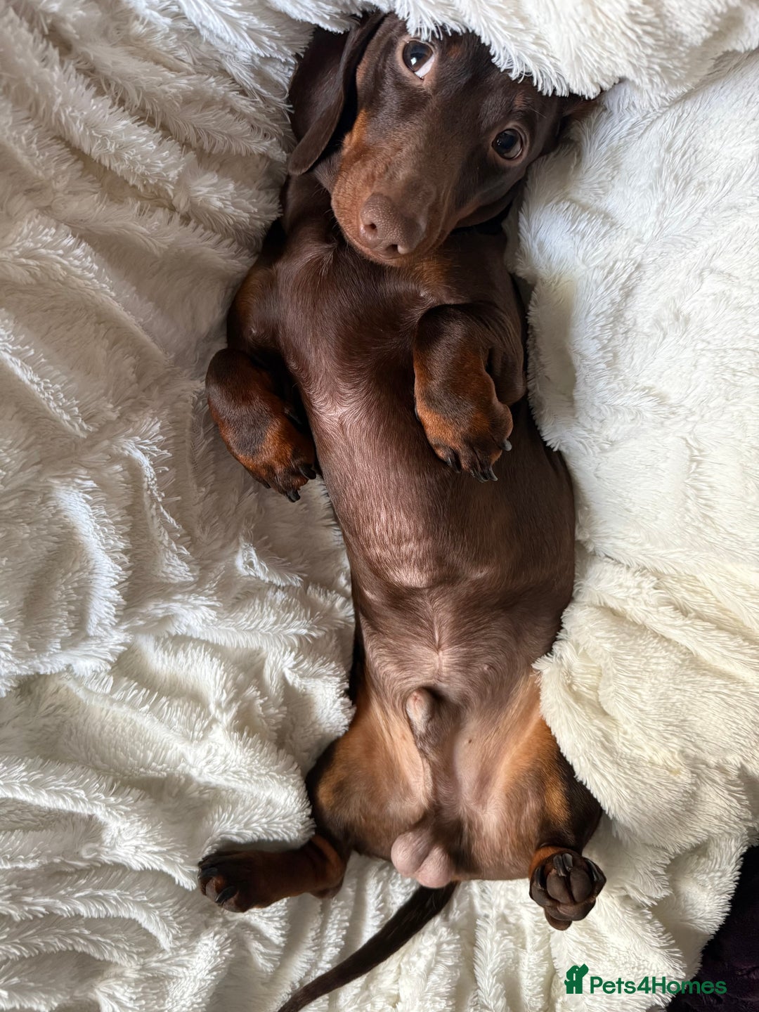 Miniature Dachshund dogs for stud: Male miniature dachshund for stud! 🤎  - Advert 4