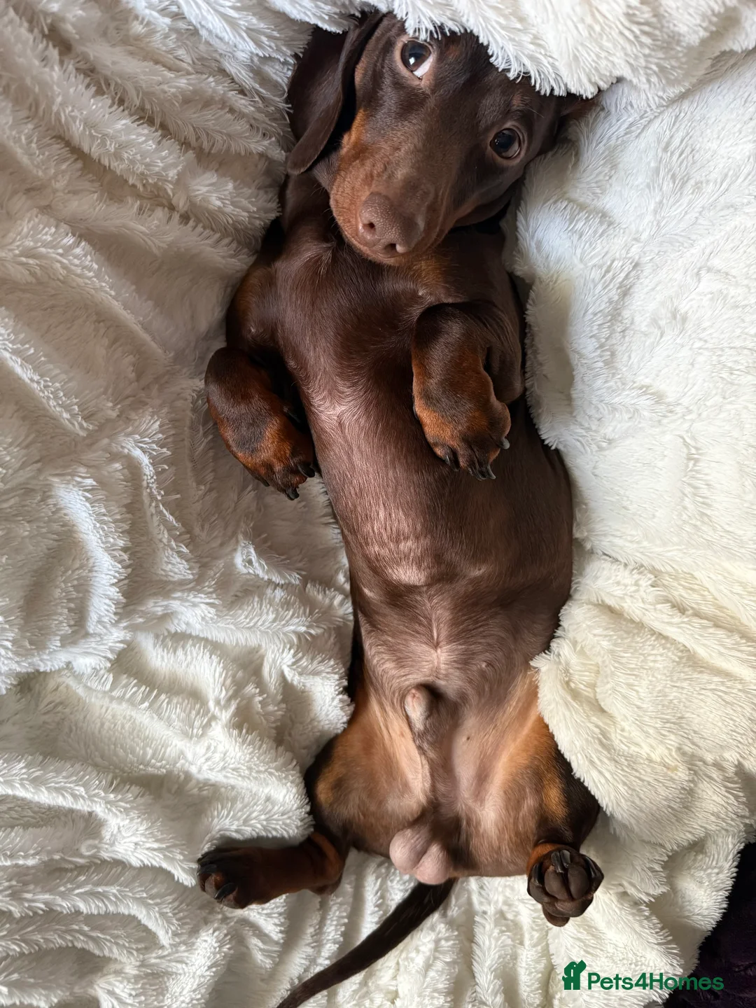 Miniature Dachshund dogs for stud: Male miniature dachshund for stud! 🤎  - Advert 4