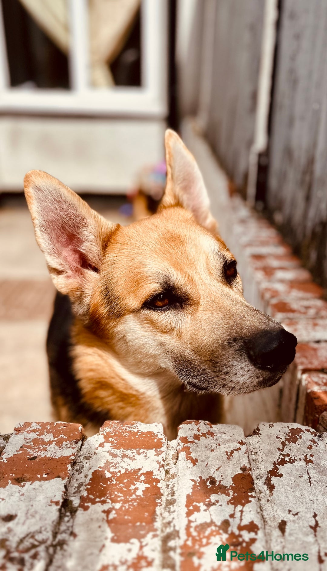 Shepsky dogs for sale: Urgent Rehoming – Loving Dog Needs Safe Home - Image 1