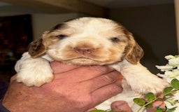 Cocker Spaniel dogs for sale: Stunning Show Cocker Spaniel Puppies - Image 8