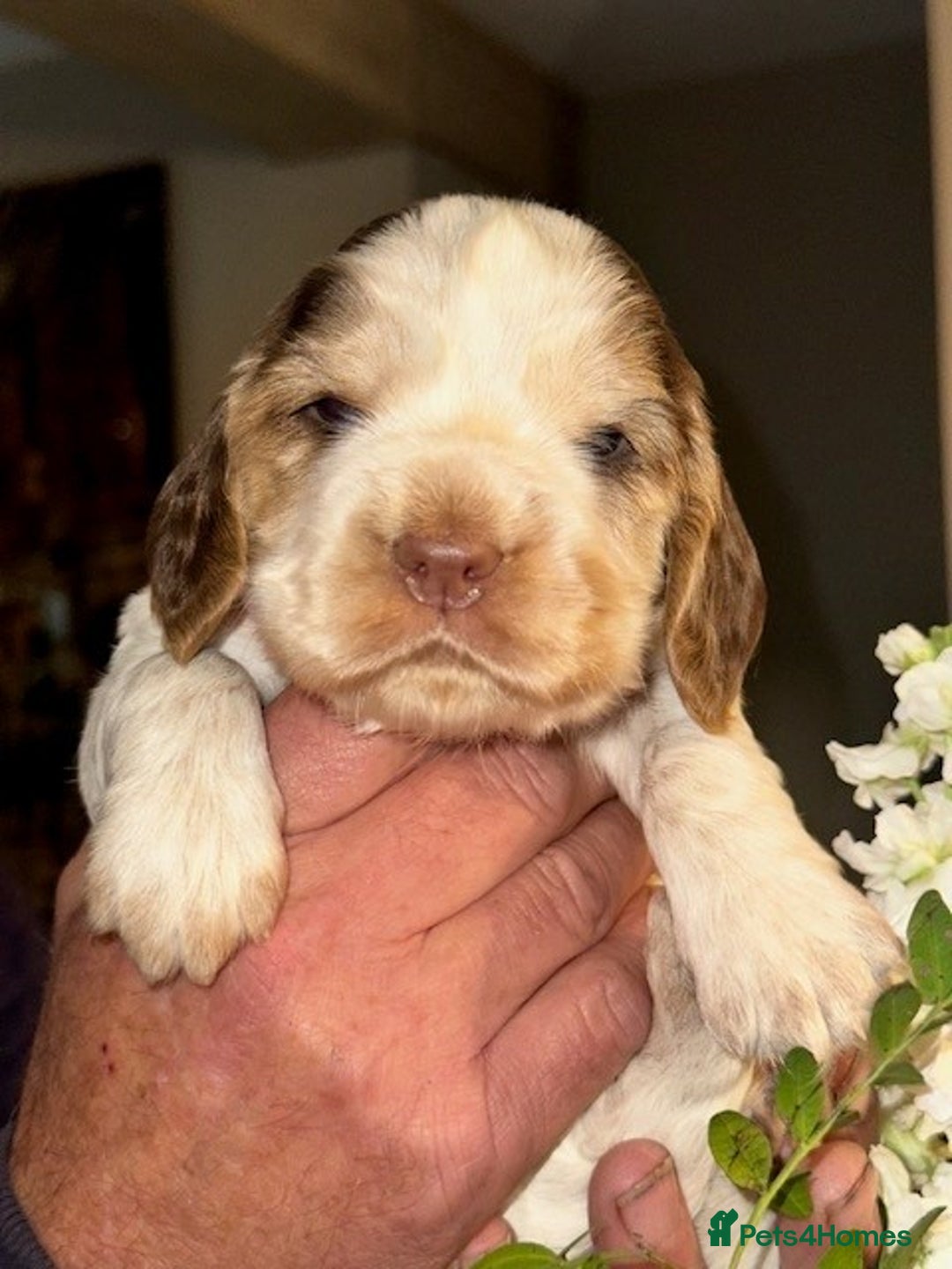 Cocker Spaniel dogs for sale: Stunning Show Cocker Spaniel Puppies - Image 8