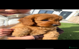 Cockapoo dogs for sale: Red Cockerpoo Puppies - Image 7