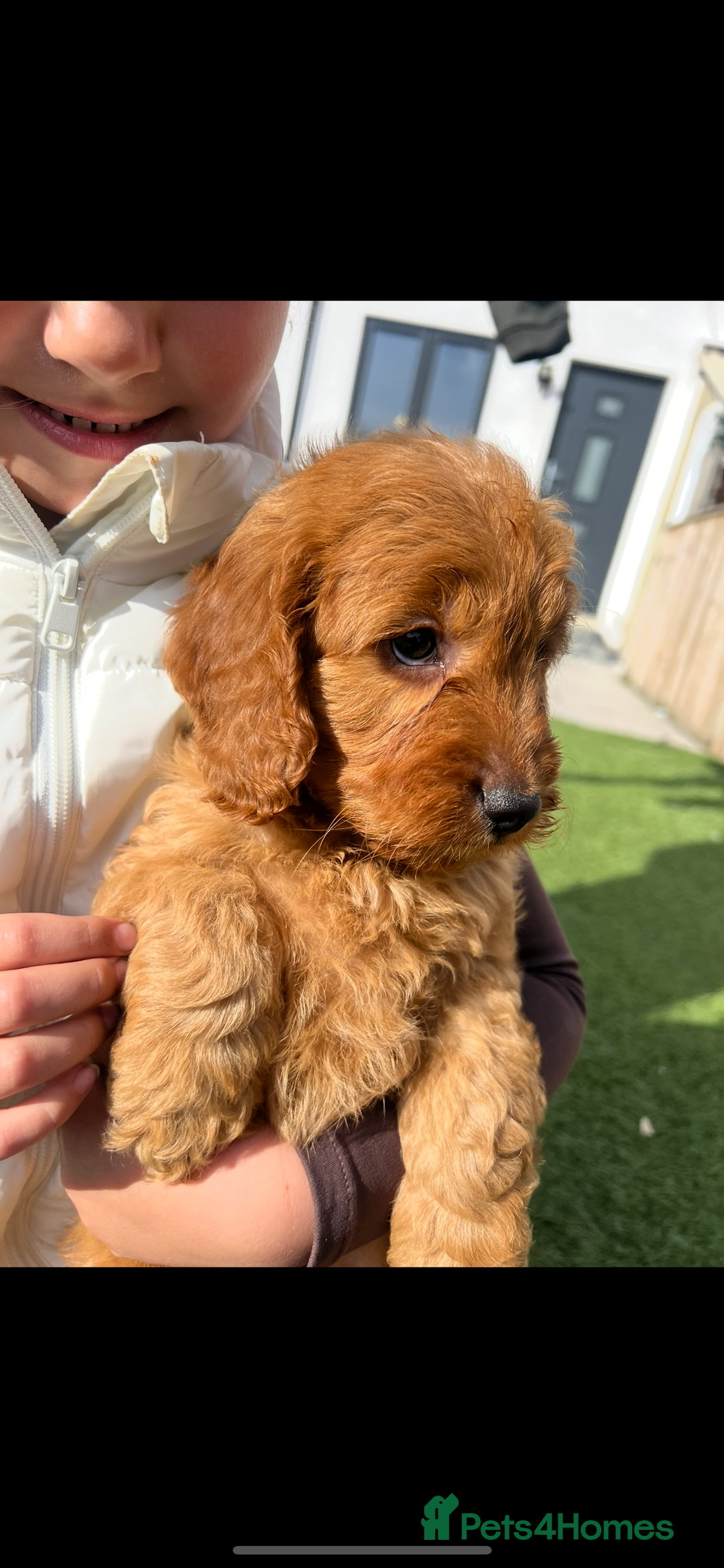 Cockapoo dogs for sale: Red Cockerpoo Puppies - Image 7