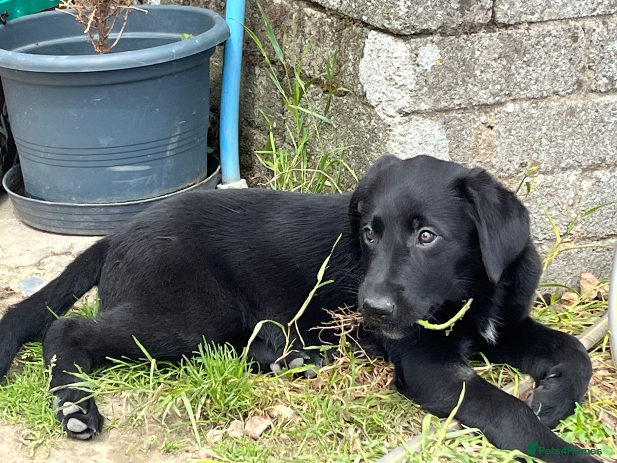 Borador dogs Beautiful Borador blue Merle / black pups - Advert 6