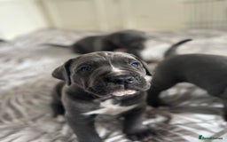 Cane Corso dogs for sale: Cane corso puppies looking for their forever homes - Image 3