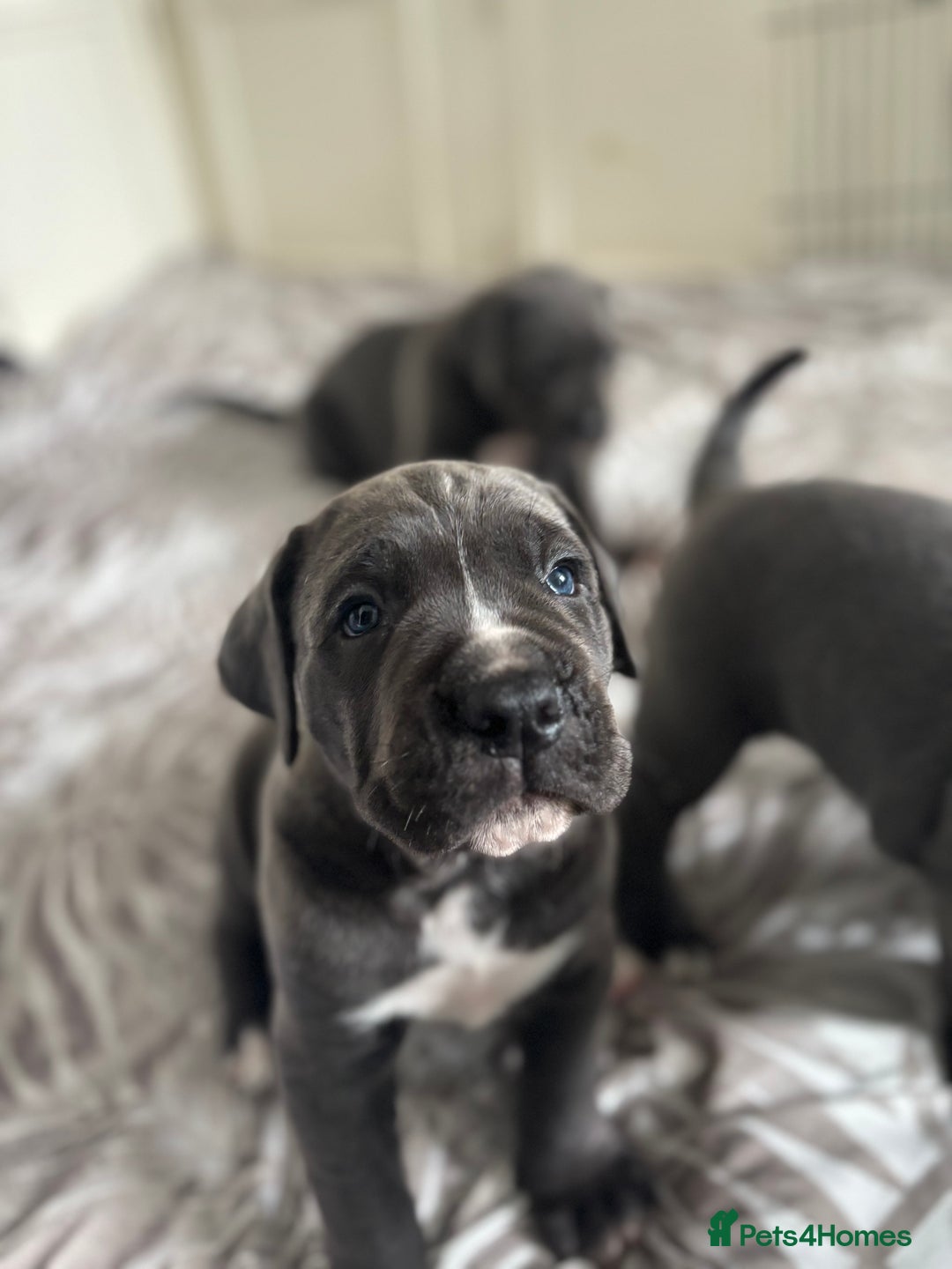Cane Corso dogs for sale: Cane corso puppies looking for their forever homes - Image 3