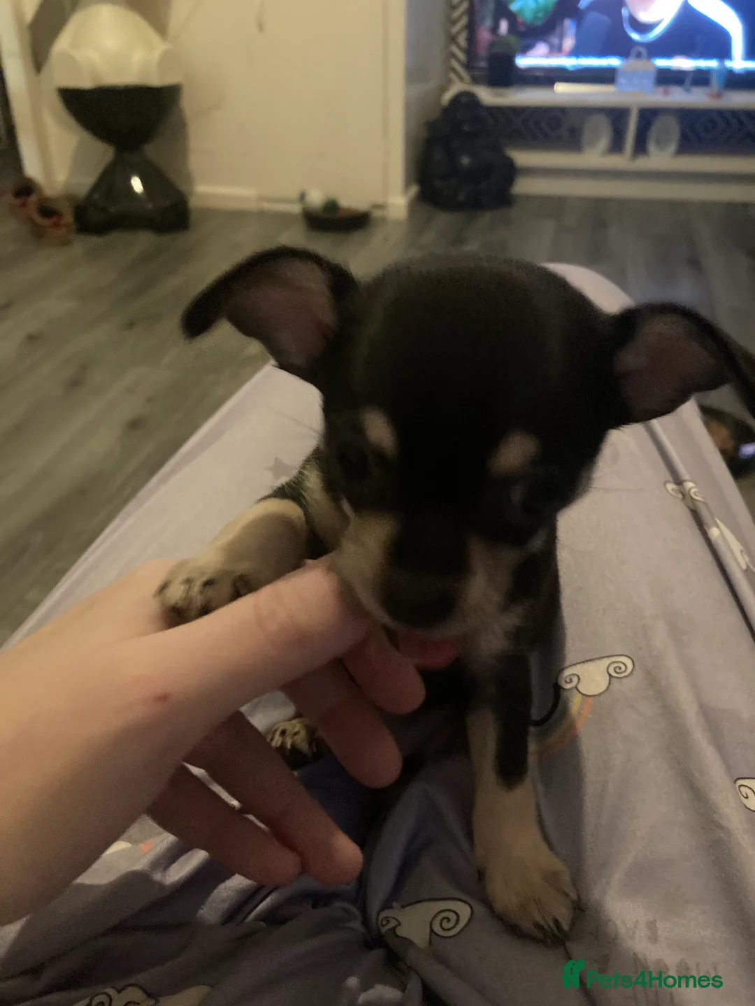 Chihuahua dogs for sale: Miniature chihuahua pups 2 females left - Advert 7