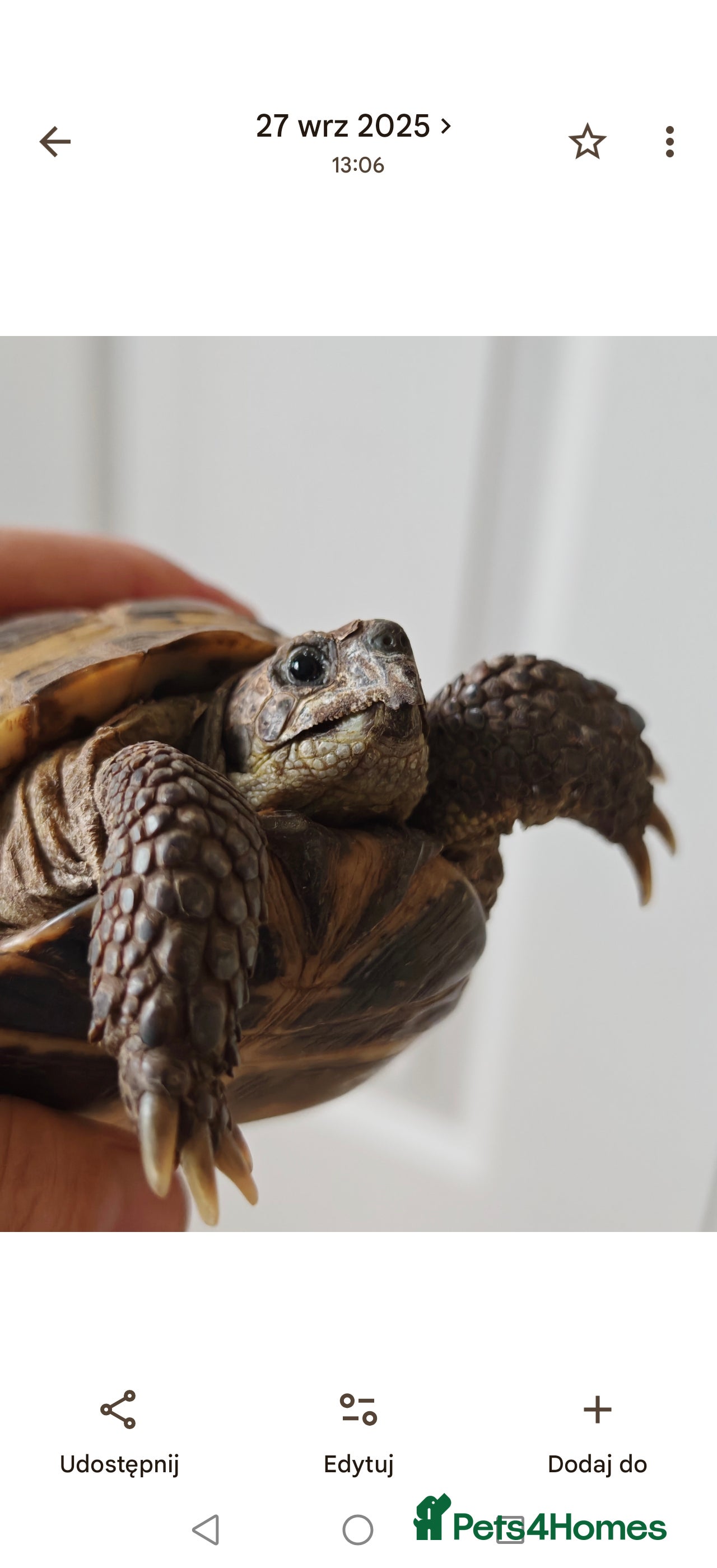 Tortoise reptiles 12 years old  male horsefield in Sheffield - Advert 1