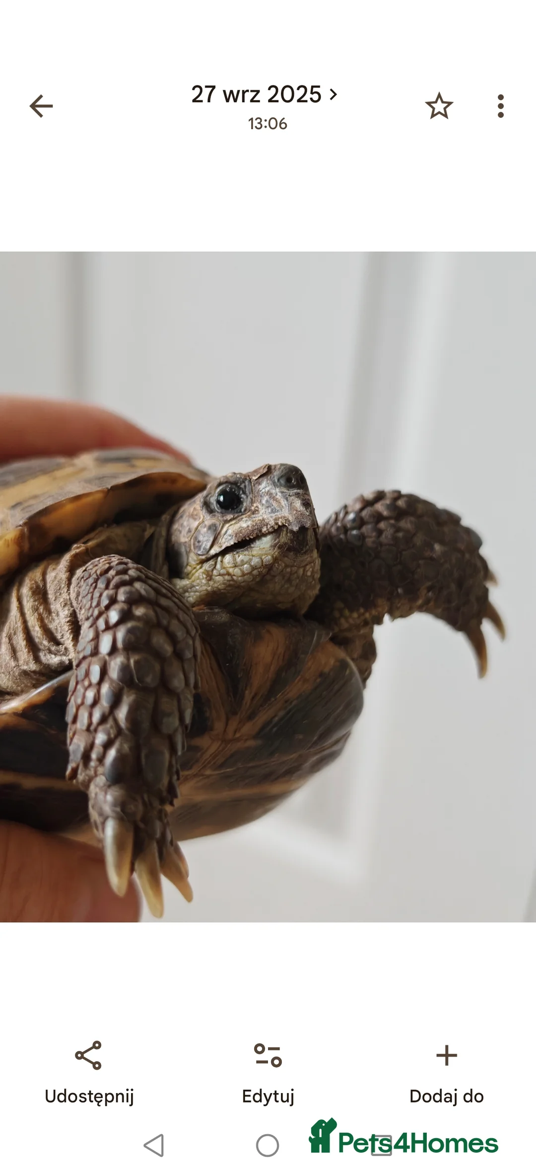 Tortoise reptiles for sale: 12 years old  male horsefield in Sheffield - Advert 1