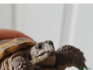 Tortoise reptiles 12 years old male horsefield in Sheffield - Advert 2