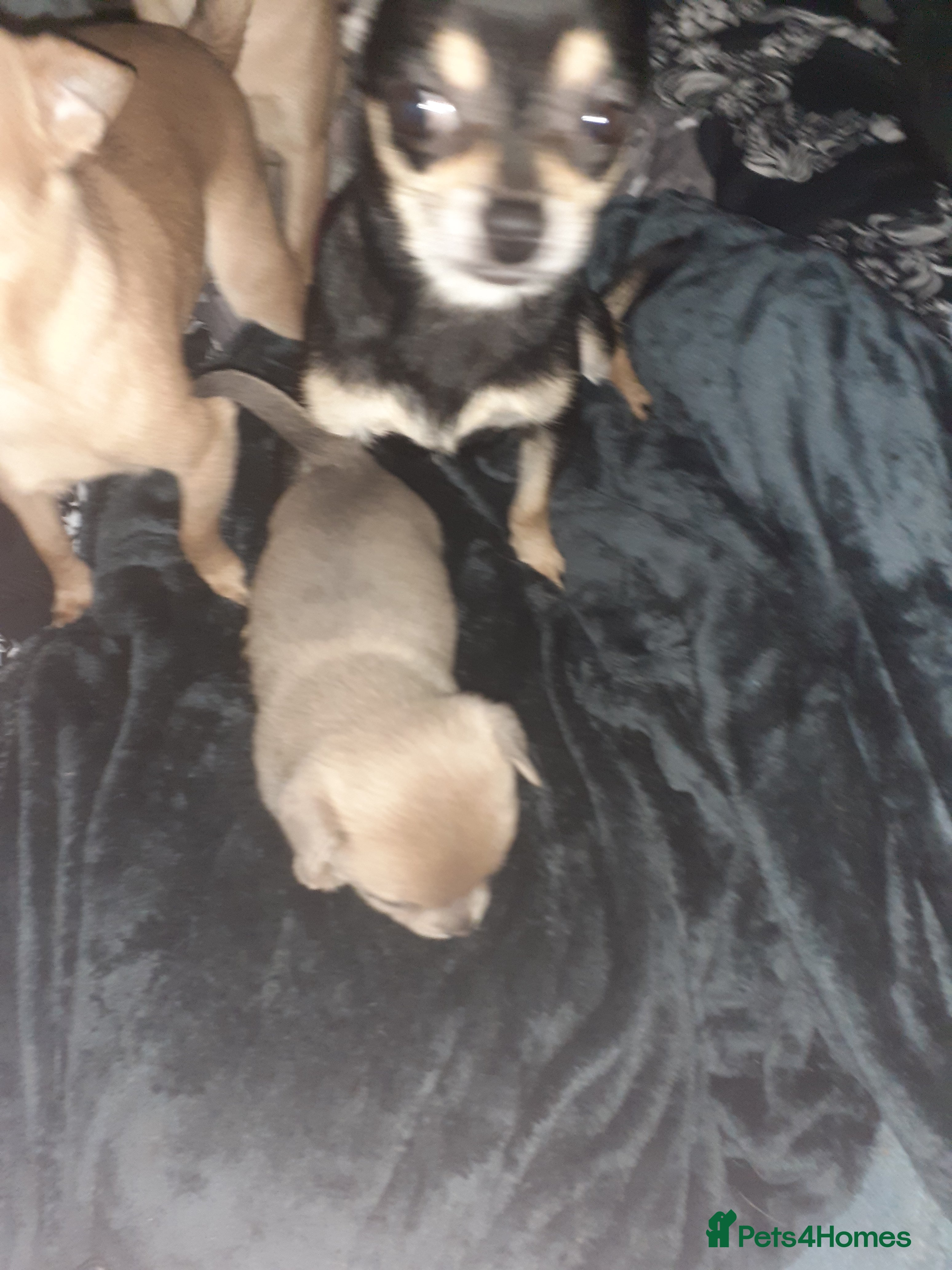 Chihuahua dogs Chihuahua puppies for sale - Advert 5