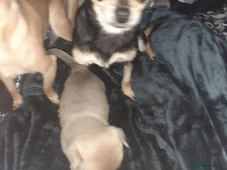 Chihuahua dogs Chihuahua puppies for sale - Advert 1