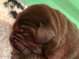 Labrador Retriever dogs KC registered chocolate Labradors last boy - Advert 11