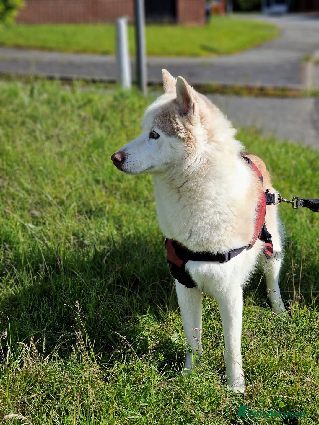 Siberian Husky dogs for sale: Hugo - siberian husky - Image 3