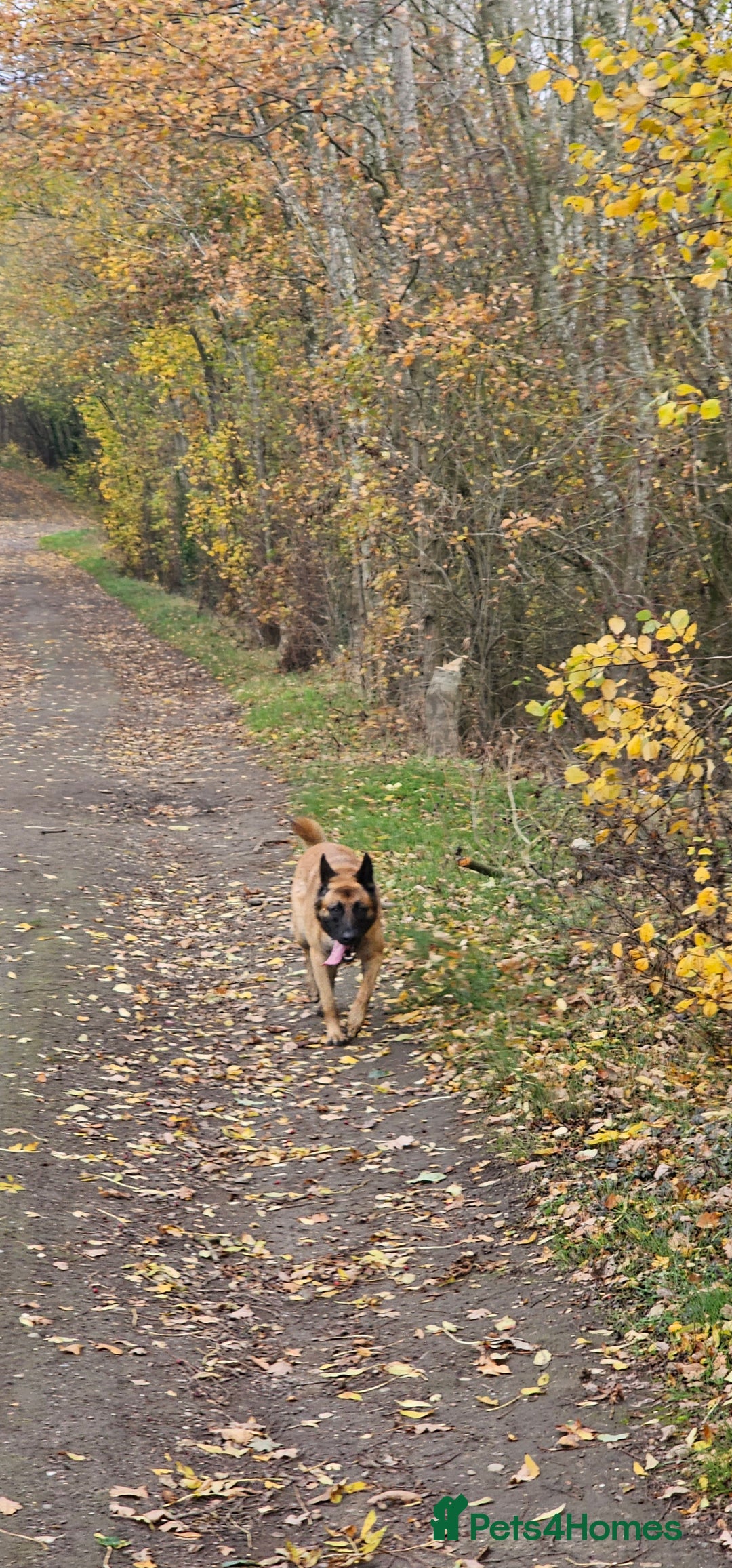 Belgian Shepherd Dog dogs for stud: Belgium mallard king stud  - Advert 2