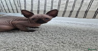 Sphynx cats - Advert 5