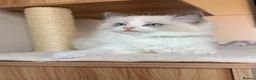 Ragdoll cats for sale: Fluffy Ragdoll Kittens🐾 in Peterborough - Advert 11
