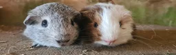 Rat rodents for sale: male guinea pigs (shelties, fuzzy and smooth)  - Advert 14