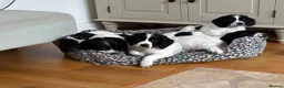 Cocker Spaniel dogs for sale: Working cocker spaniel puppies, Penylan, Cardiff  - Advert 10