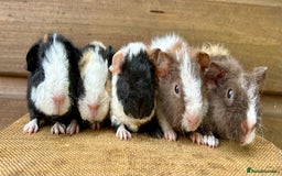 Guinea Pig rodents for sale: Teddy Guinea Pig Baby Boars - Image 6