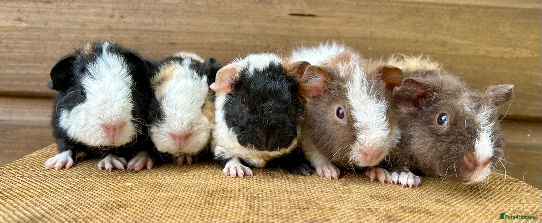 Guinea Pig rodents for sale: Teddy Guinea Pig Baby Boars - Image 6