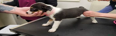Border Collie 4