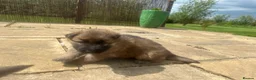 German Shepherd dogs for sale: Stunning German Shepherd puppies for sale  in Templecombe - Advert 22