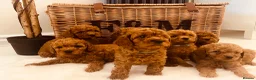 Cavapoo dogs for sale: F1b Deep Red curly coat toy Cavapoo pups 🐾 - Advert 1
