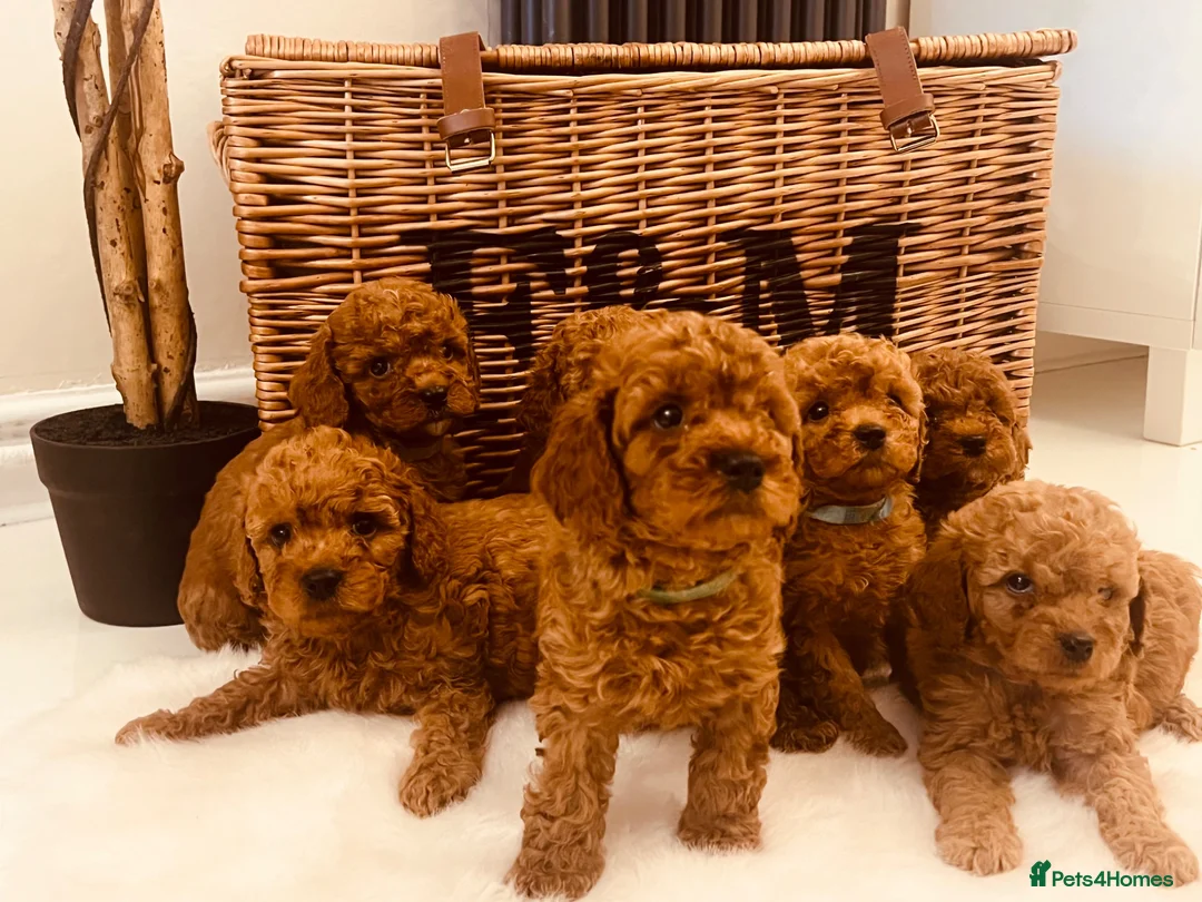 Cavapoo dogs for sale: F1b Deep Red curly coat toy Cavapoo pups 🐾 - Advert 1