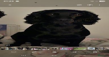 Cocker Spaniel dogs Tan female cocker spaniel - Advert 3