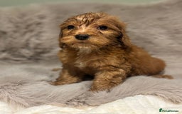 Cockapoo dogs for sale: Outstanding red and Black and Tan cockapoos in Doncaster - Image 9