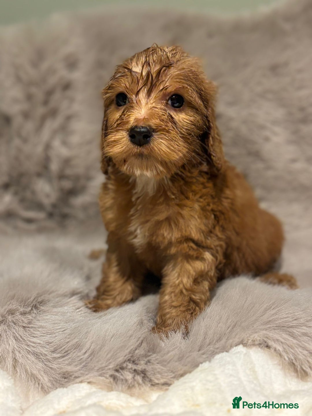 Cockapoo dogs for sale: Outstanding red and Black and Tan cockapoos in Doncaster - Image 9
