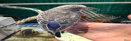 Budgerigars birds for sale: 7 week old purple boy budgies  - Advert 3
