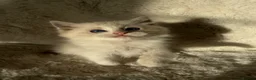 Ragdoll cats for sale: 2x GCCF Ragdoll kittens (male & female) available - Advert 1