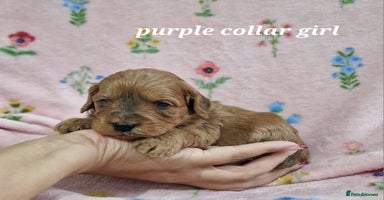 Cockapoo dogs Beautiful F1 Cockapoo puppies - Advert 5