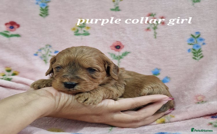 Cockapoo dogs Beautiful F1 Cockapoo puppies - Advert 15