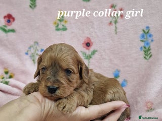 Cockapoo dogs Beautiful F1 Cockapoo puppies - Advert 9